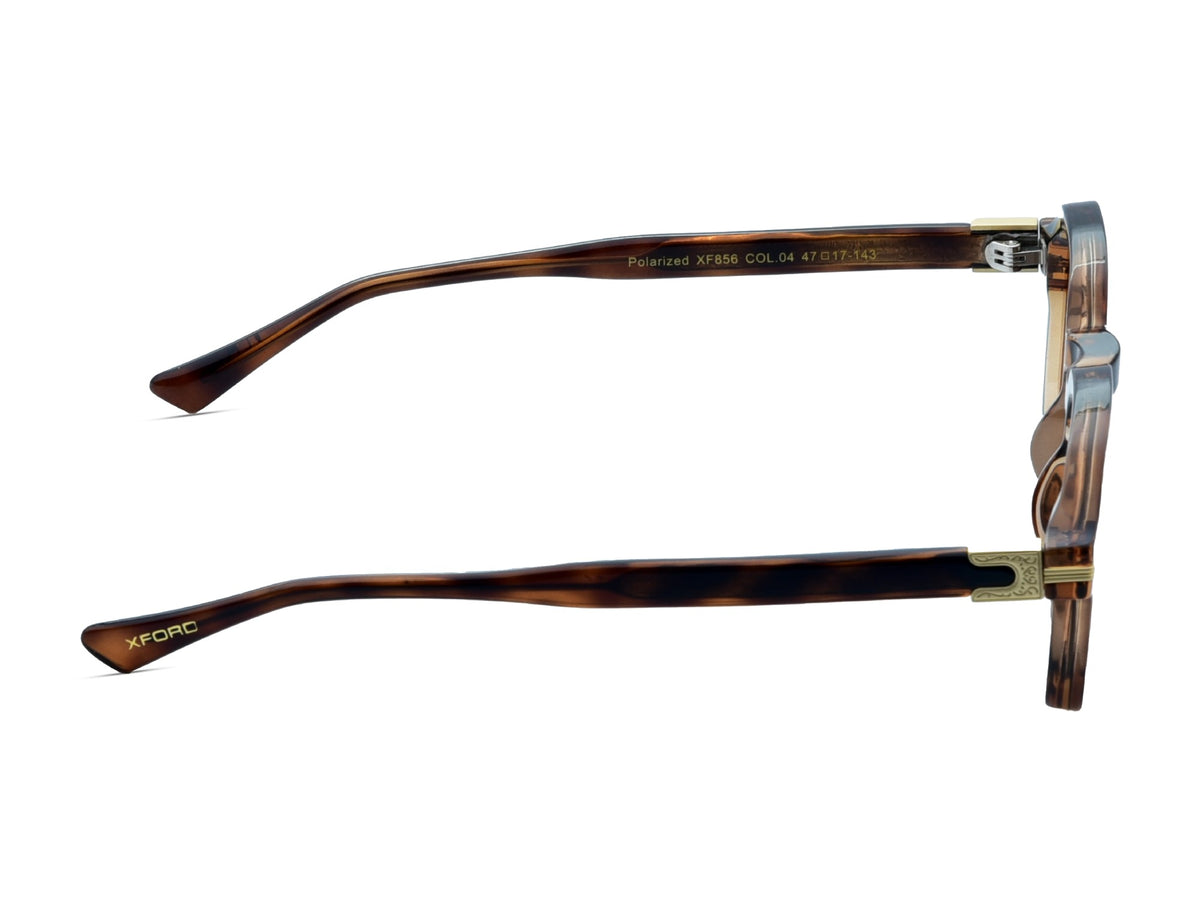 Transparent Brown Tortoise