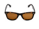 Black Tortoiseshell	